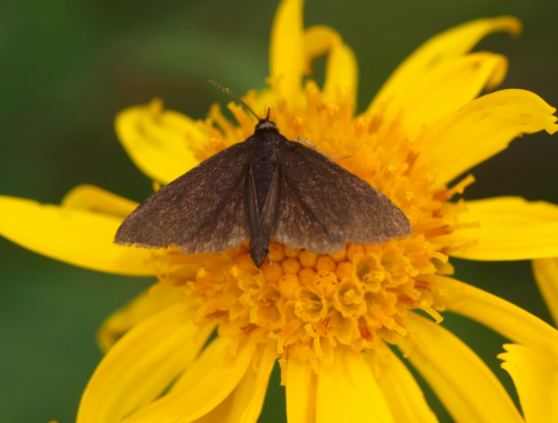 Pyrausta coracinalis (Crambidae)